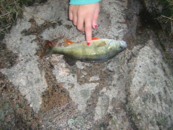 fisk2